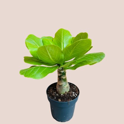 Brighamia insignis