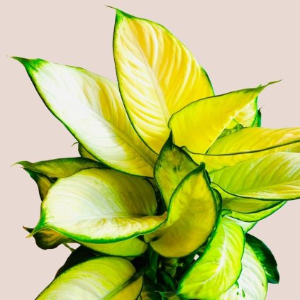 Dieffenbachia Summer Style veľká