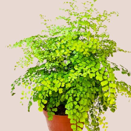 Adiantum raddianum XL