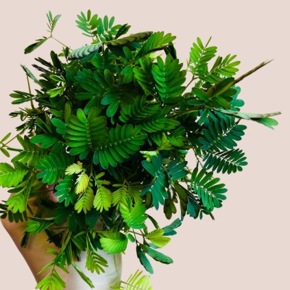 Mimosa pudica-citlivka