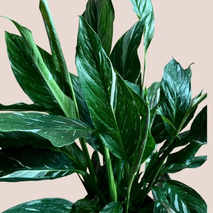 Spathiphyllum Diamond