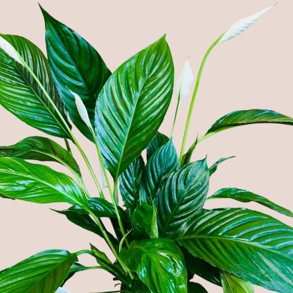 Spathiphyllum Verdi veľké