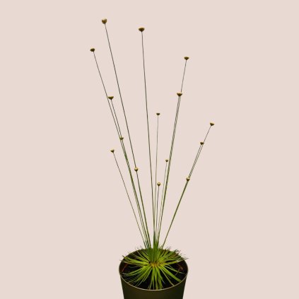 Syngonanthus chrysanthus "Mikado"