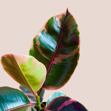 Ficus elastica Belize