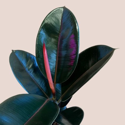 Ficus elastica Abidjan