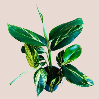 Alpinia Zerumbet variegata
