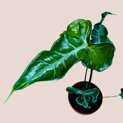 Alocasia Teletubbies