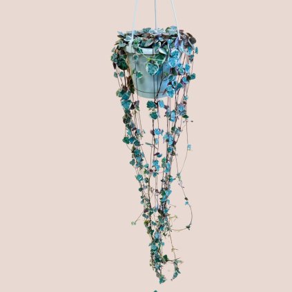 Ceropegia woodii variegata veľká