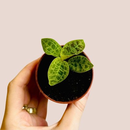 Macodes petola (Jewel Orchid)