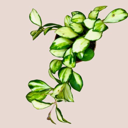Hoya heuschkeliana variegata
