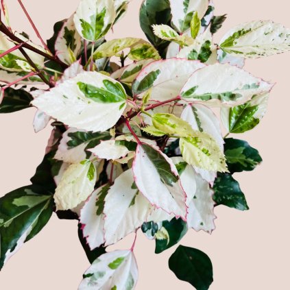 Hibiscus rosa sinensis variegata (panašovaná čínska ruža)