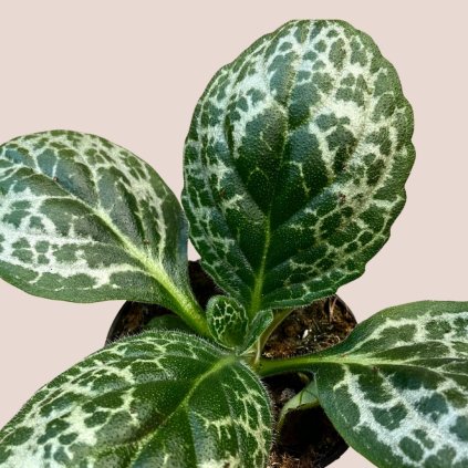 Streptocarpus Pretty Turtle