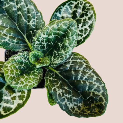 Streptocarpus Pretty Turtle
