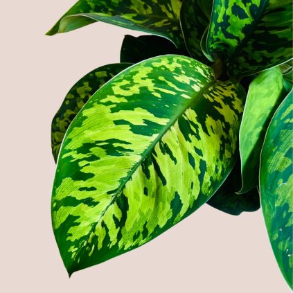Homalomena camouflage