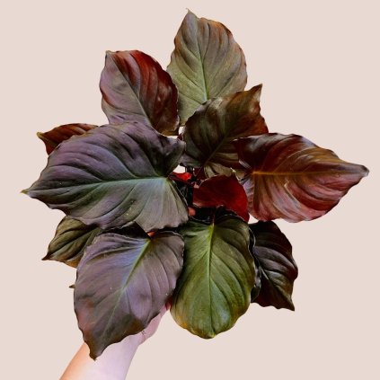 Homalomena Flaming Red