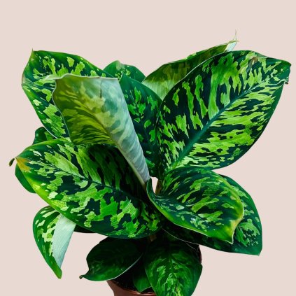 Homalomena wallisii Camouflage