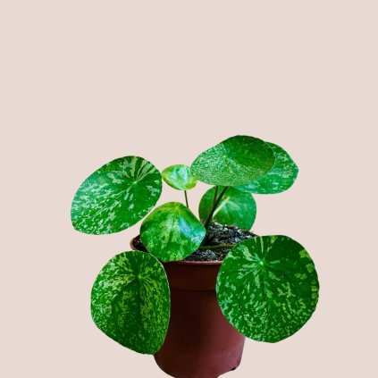 Pilea peperomioides Mojito