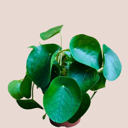 Pilea peperomioides väčšia