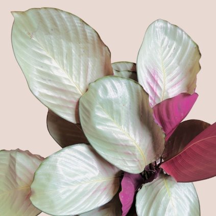 Calathea Silver Plated veľká