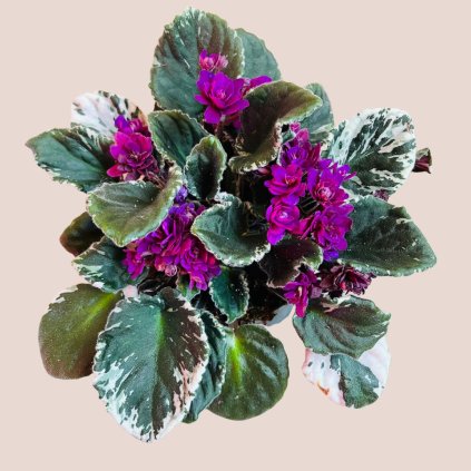 Saintpaulia  hovariagata variegata