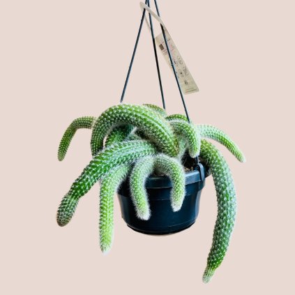 Hildewintera colademoninis