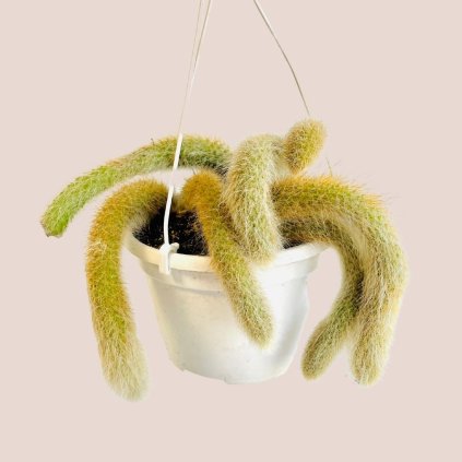 Hildewintera colademononis