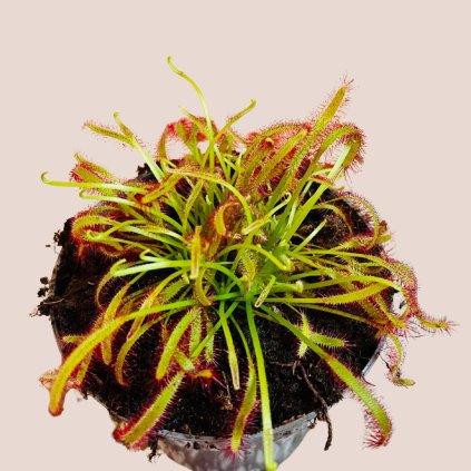 Drosera capensis