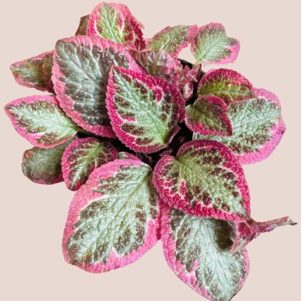 Episcia cupreata Pink Brocade