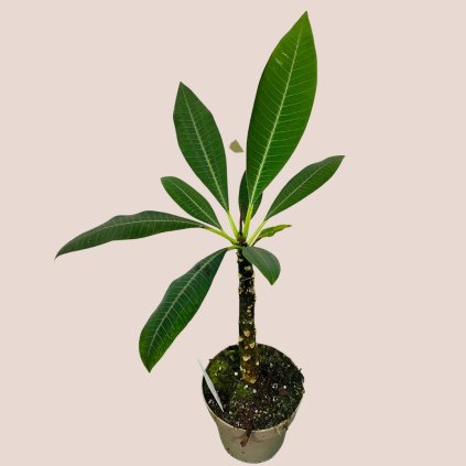 Plumeria rubra - havajský kvet, viacero druhov