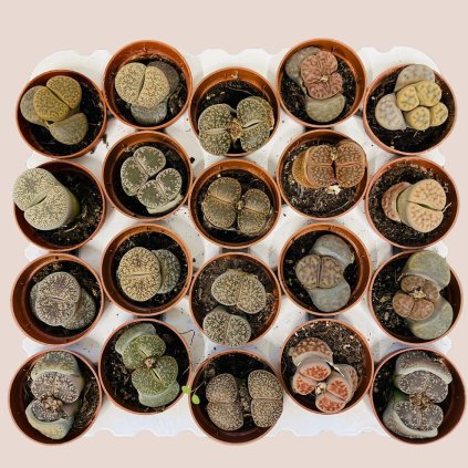 Lithops - živé kamene