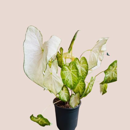 Caladium XL
