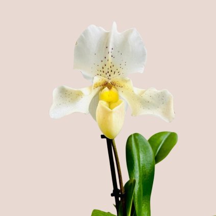 Paphiopedilum - črievičkovec
