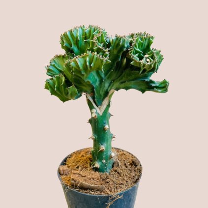 Euphorbia lactea Cristata