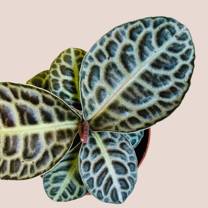 Labisia obtusifolia Turtle Back