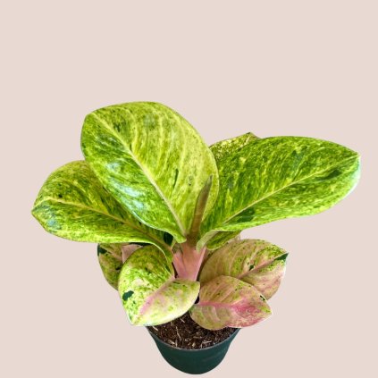 Aglaonema Apple Fantasy