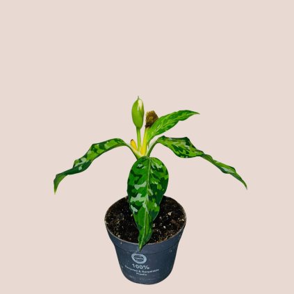 Aglaonema pictum Tricolor