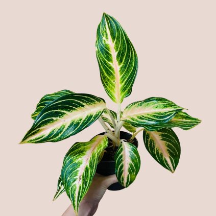 Aglaonema Eyecatcher
