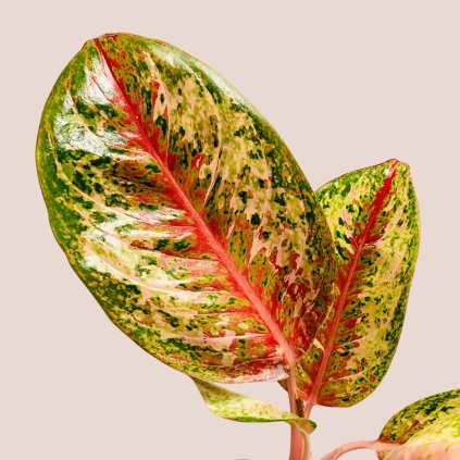 Aglaonema Painted Celebration