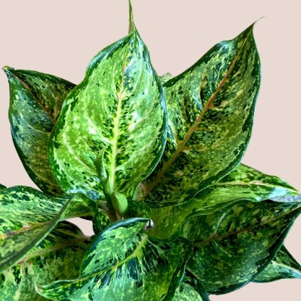 Aglaonema Pistachio Pink