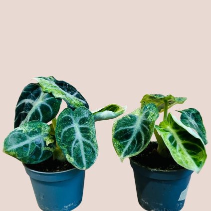 Alocasia ninja variegata