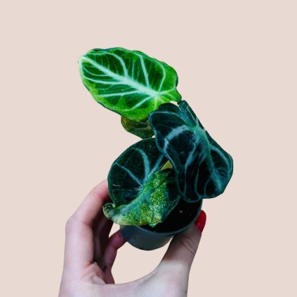 Alocasia ninja variegata