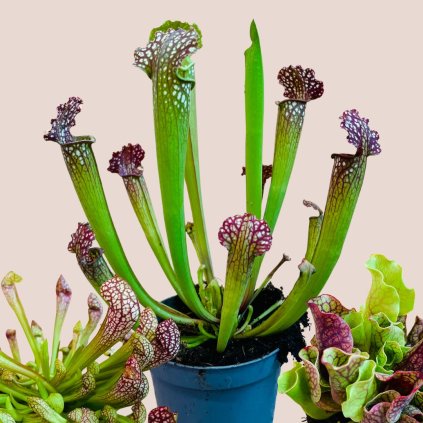 Sarracenia - viacero druhov