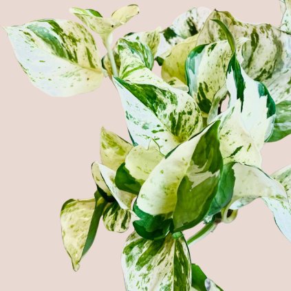 Epipremnum manjula (Happy leaf)