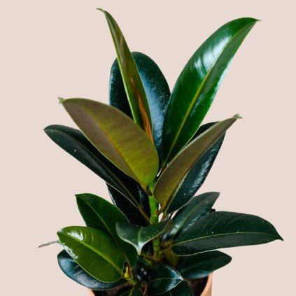 Ficus elastica Melany