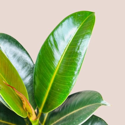 Ficus elastica Robusta