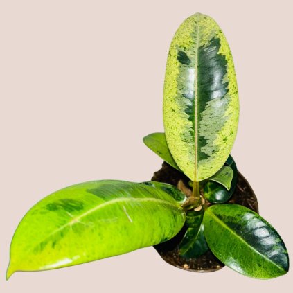 Ficus elastica Shivereana