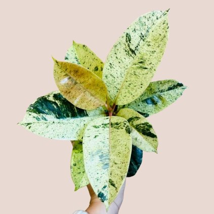 Ficus elastica Shivereana
