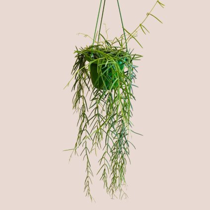 Hoya linearis