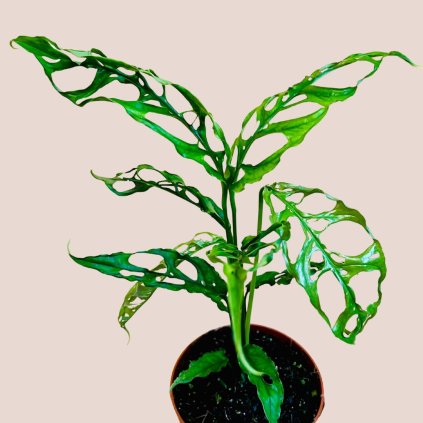 Monstera obliqua Peru