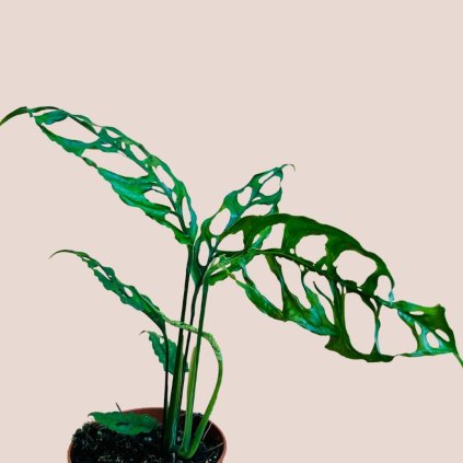 Monstera obliqua Peru